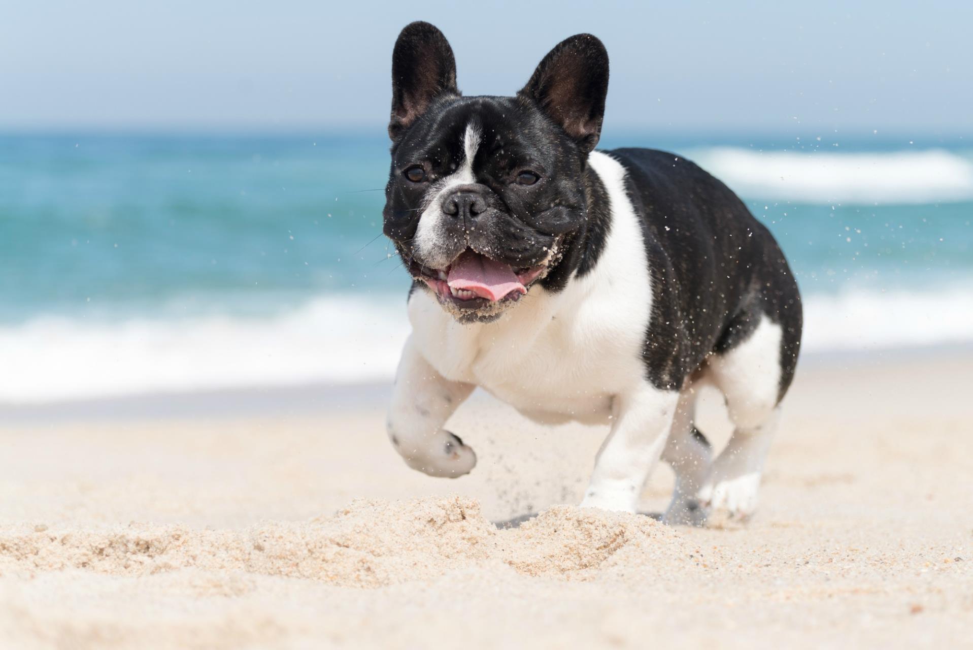 Dog Beaches Image