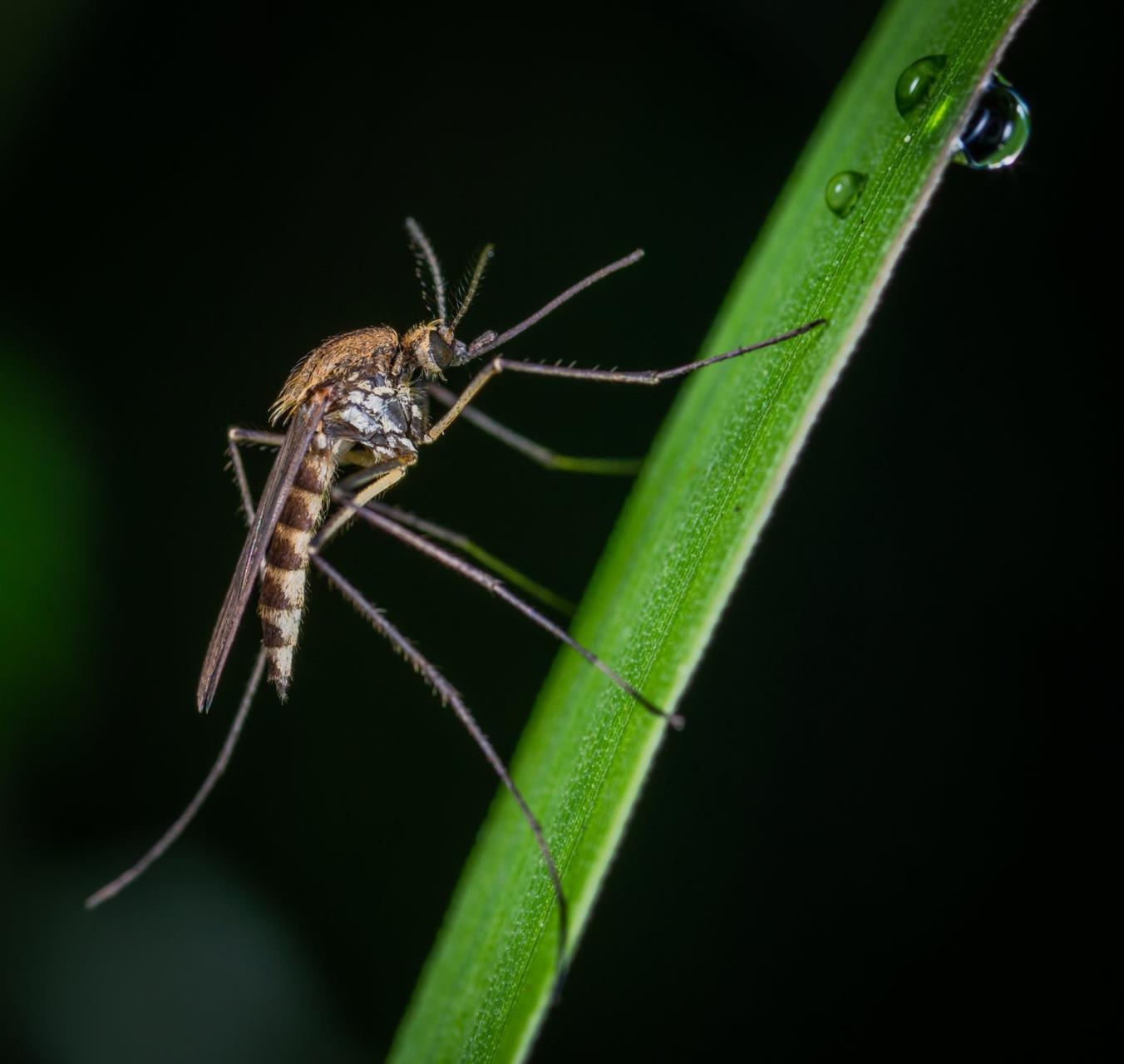 Mosquito Control Image