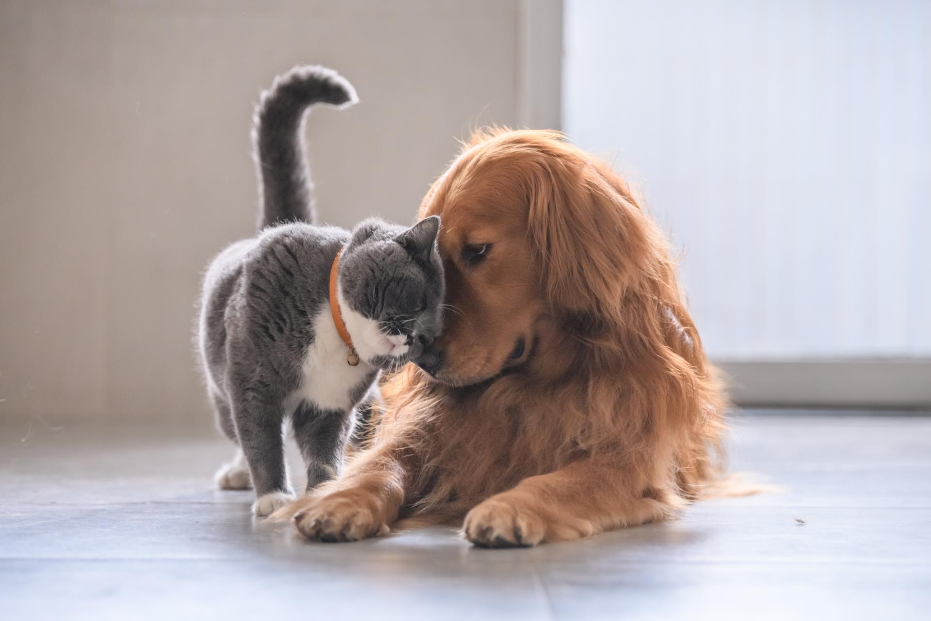 Cats and Dogs Image
