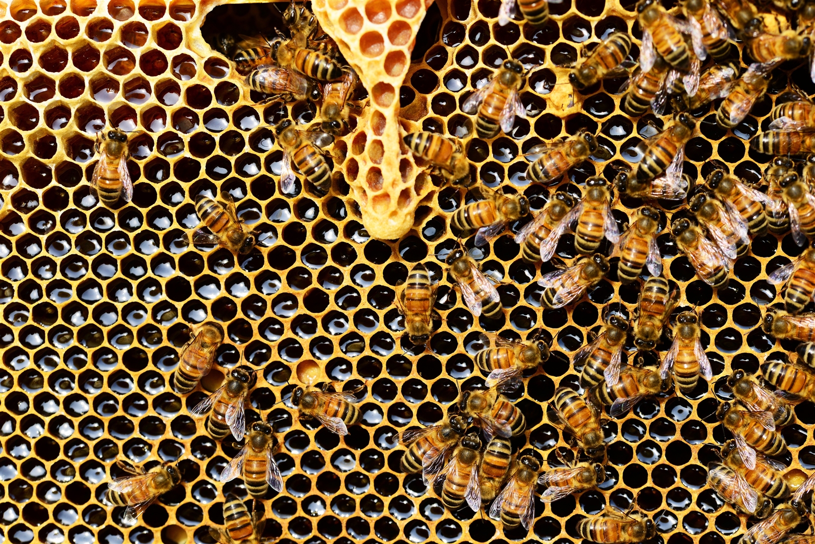 Draft Local Planning Policy for Beekeeping