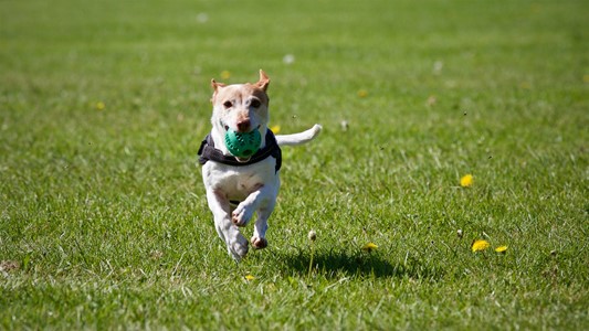 Consultation Image: Dog Running with Ball Pexels