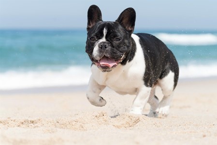 Consultation Image: Dog Beach