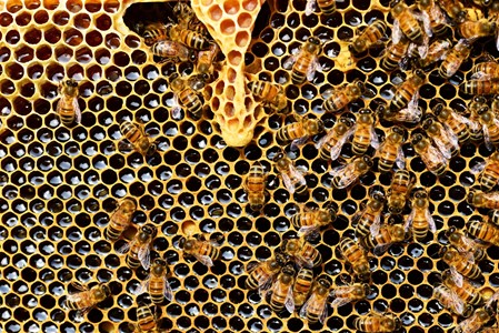 Consultation Image: Beekeeping Stock