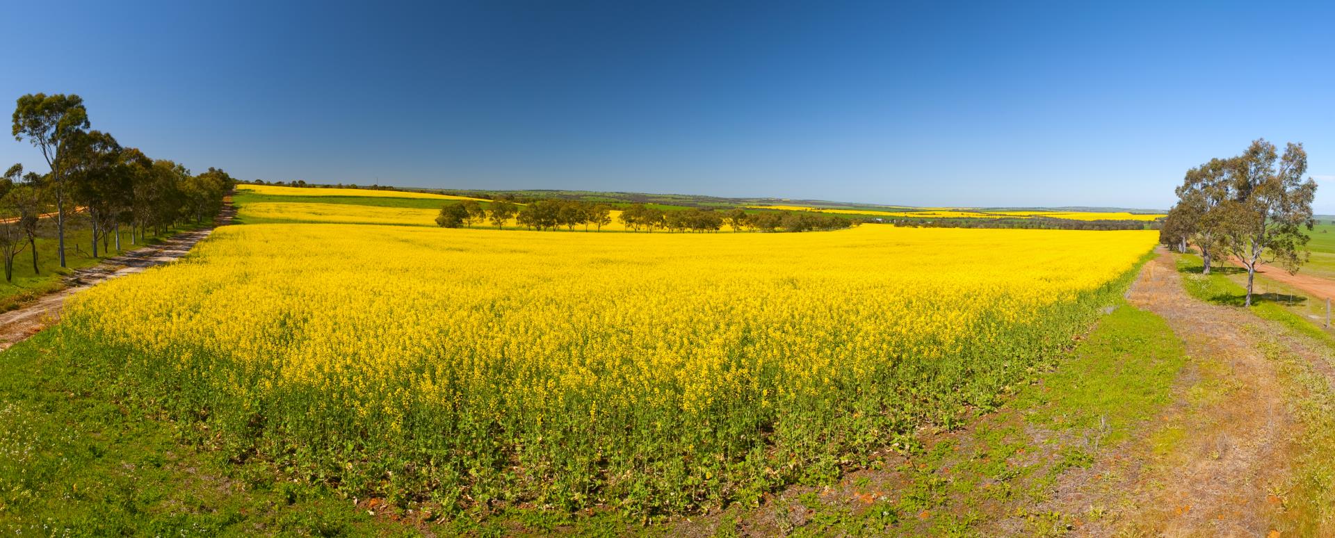 Picture: Shire of Dandaragan - Badgi Canola