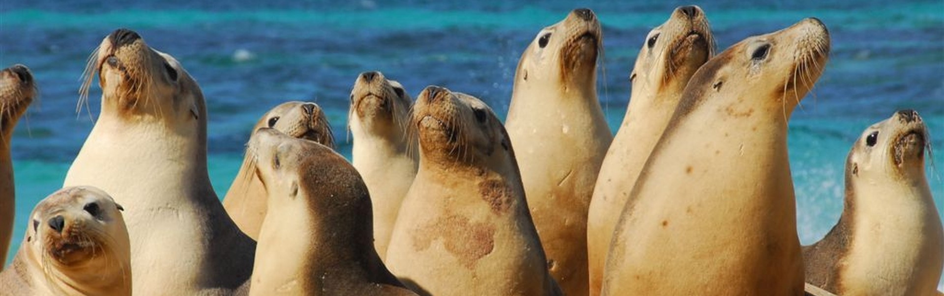 Picture: Shire of Dandaragan - Sealion